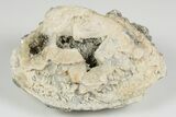 Fossil Clam with Fluorescent Calcite Crystals - Ruck's Pit, FL #194214-1